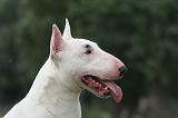 BULL TERRIER MINIATURE 120